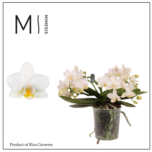 <h4>Mimesis Phal. Nazare - 2 spike 9cm (ongestokt)</h4>