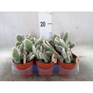 Opuntia microdasys 'Albispina'