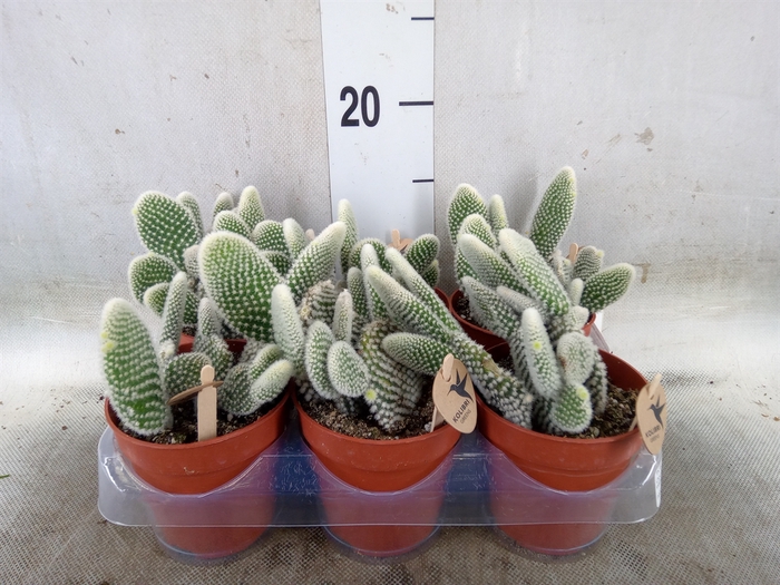 <h4>Opuntia microdasys 'Albispina'</h4>