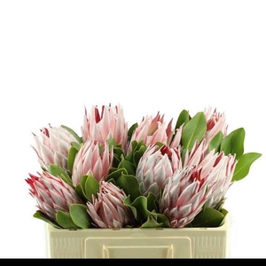 PROTEA CYNAROIDES
