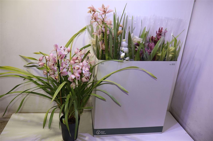 <h4>arr8 Cymb Gemengd</h4>