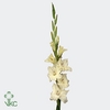 GLAD GR IVORY PRISCI