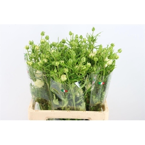 Ran Moderna Star Galaxy