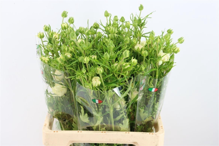 <h4>Ran Moderna Star Galaxy</h4>