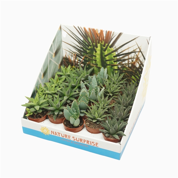 <h4>Aloë/Haworthia mix 5,5 cm in presentatiedoos</h4>