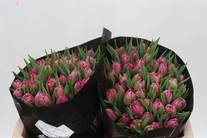 <h4>Tulp Dubbel Double Princess</h4>
