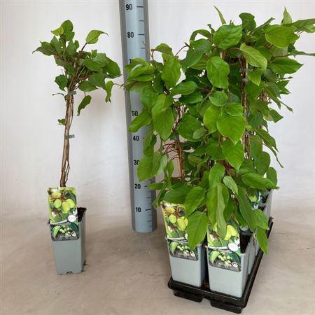 <h4>Actin Arguta</h4>