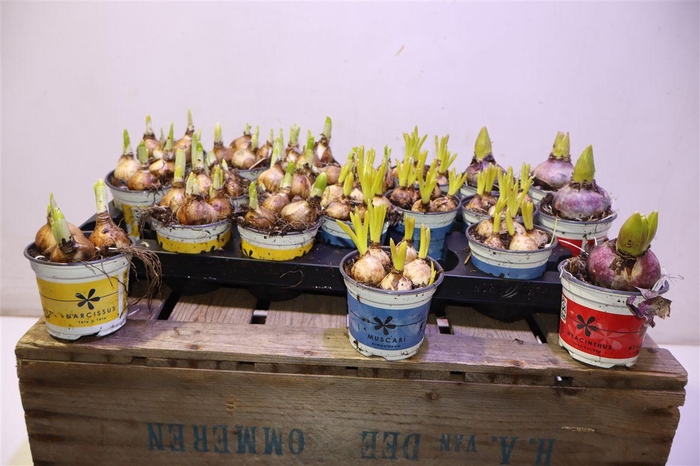 <h4>arr8 Bolbloemen Gem</h4>