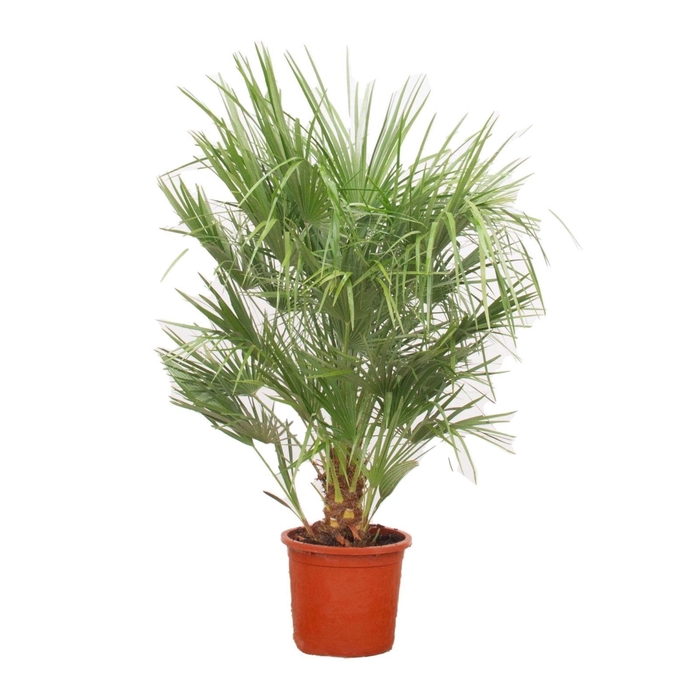 <h4>Chamaerops humilis / Eagle palm P30 160-170cm</h4>