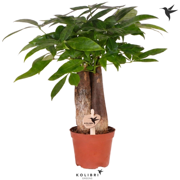 <h4>Kolibri Greens Pachira</h4>
