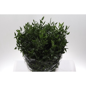 Dec Ruscus Italia Medium