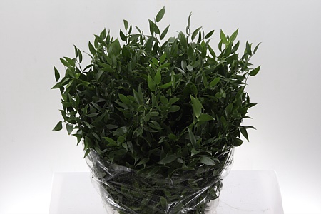 <h4>Dec Ruscus Italia Medium</h4>