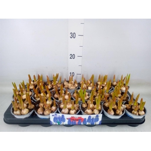 Muscari  'Big Smile'