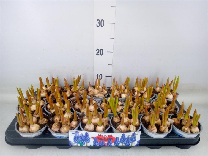 <h4>Muscari  'Big Smile'</h4>