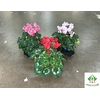 Cyclamen Super Serie XL 13Ø 30cm Mix