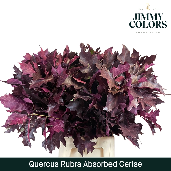 <h4>Absorbed Quercus Rubra L80 Cerise</h4>