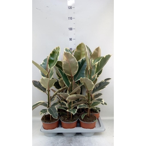 Ficus elastica 'Tineke'