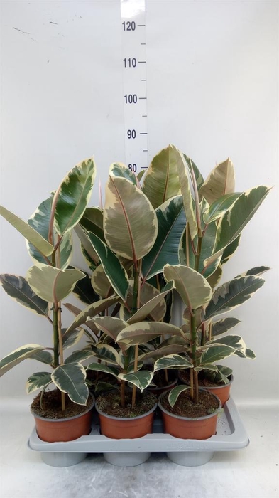 <h4>Ficus elastica 'Tineke'</h4>