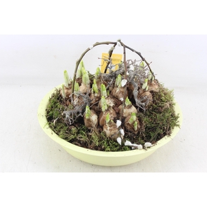 arr4 Narcis MB - Zink schaal Yellow