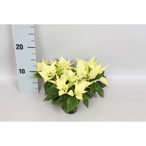 Poinsettia 6  cm Candy Mint 2/4 koppen