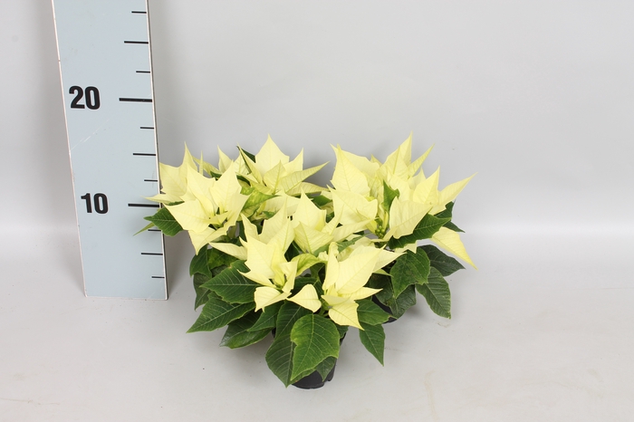 <h4>Poinsettia 6 cm Candy Mint 2/4 koppen</h4>