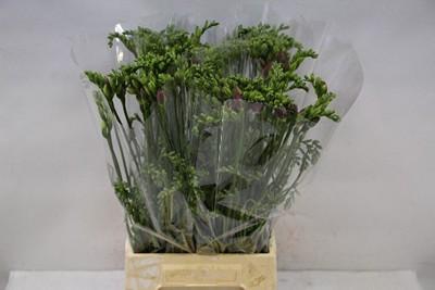 <h4>Freesia do pink</h4>