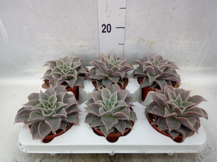 Echeveria   ...