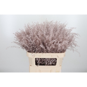 Lepidium Kl Bh Champagne