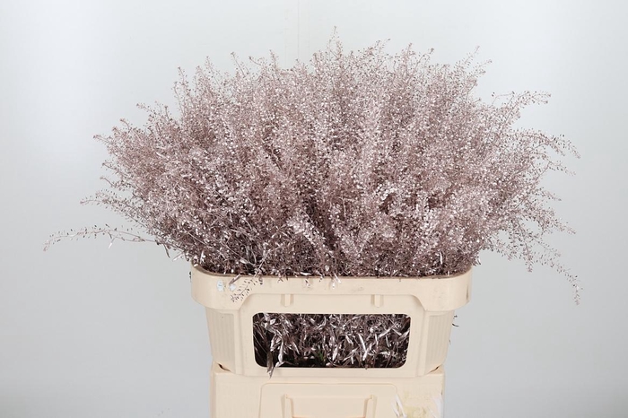 <h4>Lepidium Kl Bh Champagne</h4>