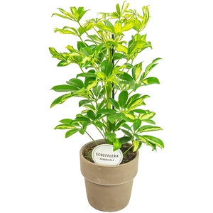 Schefflera Gerda in Terracotta Grijs