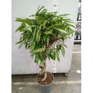 Ficus binn. 'Amstel King'