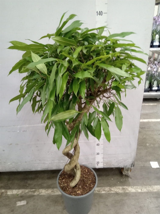 <h4>Ficus binn. 'Amstel King'</h4>