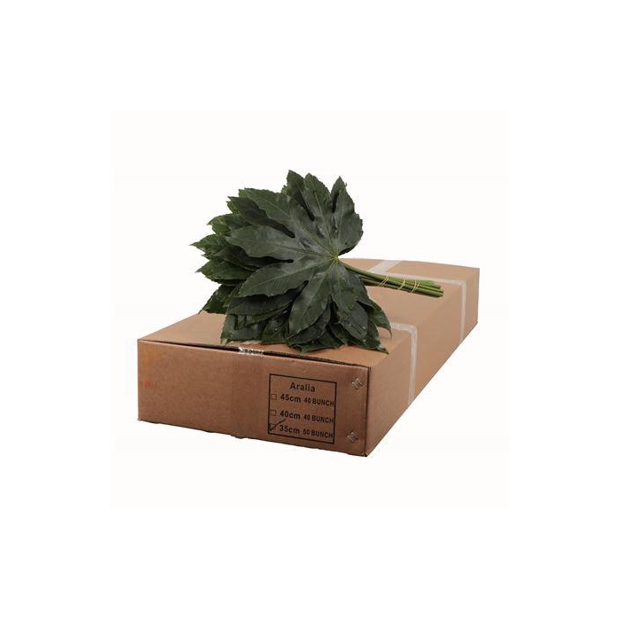 <h4>ARALIA 35 CM BROWN BOX</h4>