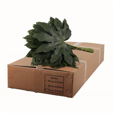 ARALIA 35 CM BROWN BOX