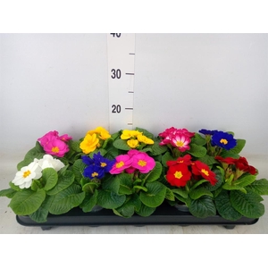 Primula ac.   ...mix