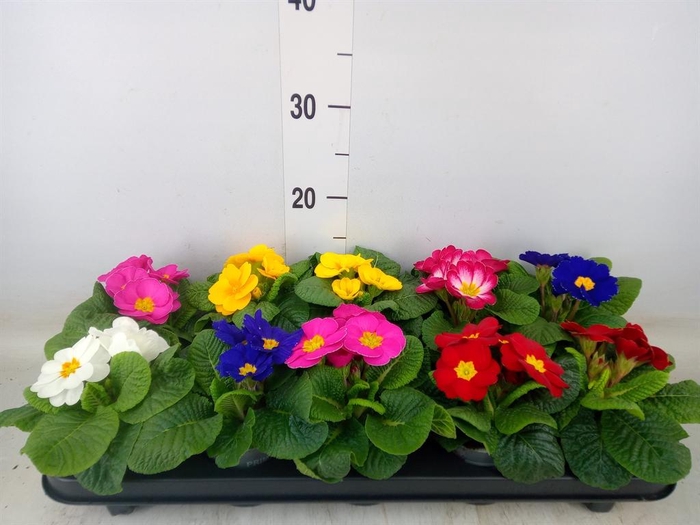 <h4>Primula ac.   ...mix</h4>