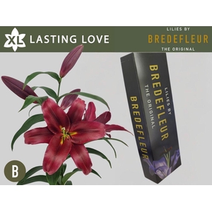 LI OT LASTING LOVE QUALITY BOX