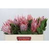 Protea Cynaroides