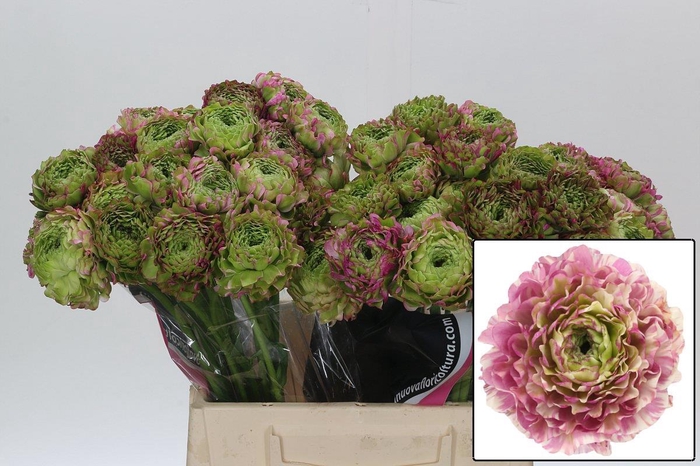 <h4>RAN PON PON MALVA</h4>