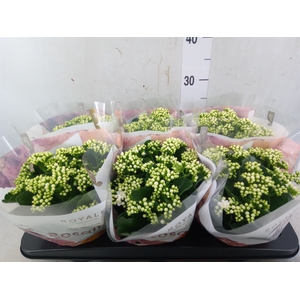 Kalanchoe blos. 'RosDon Dione'