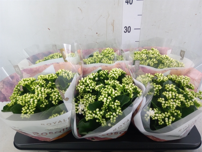 <h4>Kalanchoe blos. 'RosDon Dione'</h4>