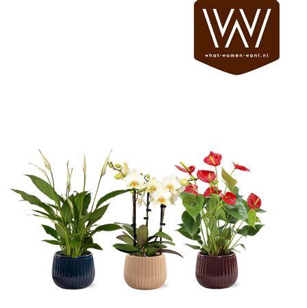 <h4>Arr Kamerpl Bloei</h4>