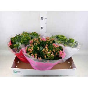 Kalanchoe blos.   ..rosebud mix  3