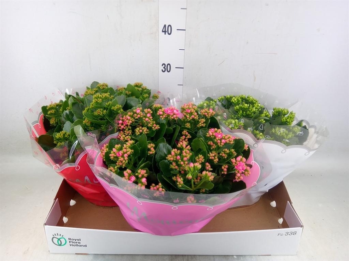 <h4>Kalanchoe blos.   ..rosebud mix  3</h4>