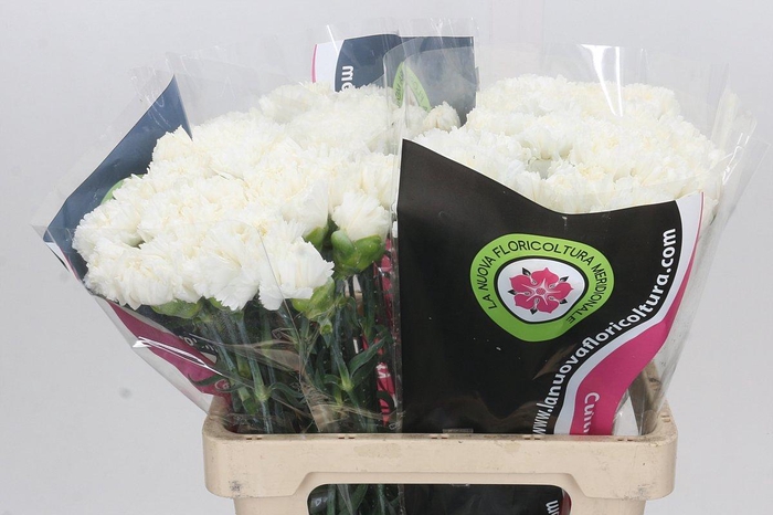 <h4>Dianthus St Holly</h4>