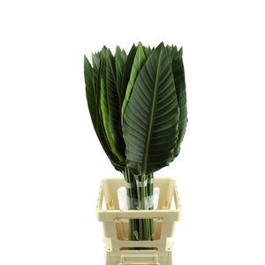 Strelitzia Blad