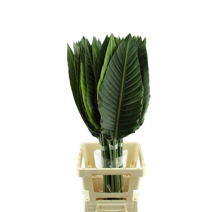 <h4>Strelitzia Blad</h4>