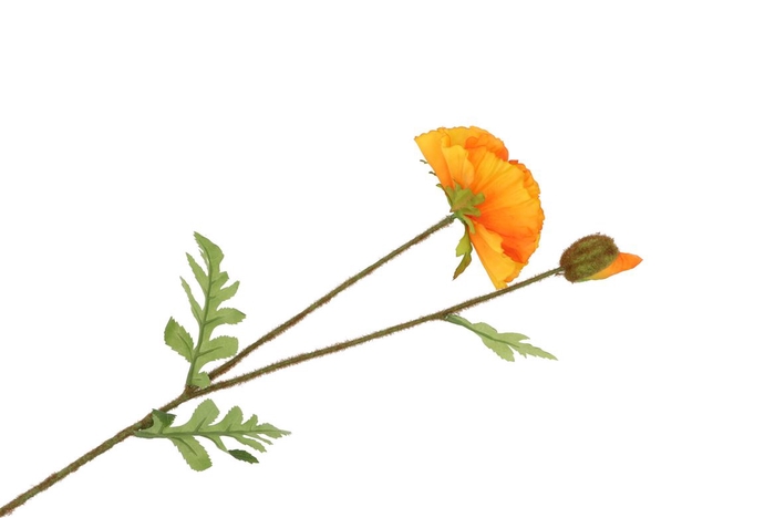 <h4>Silk Papaver Branch Light Orange L64cm</h4>