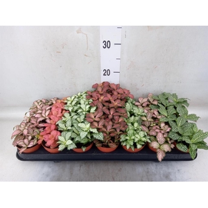 Fittonia   ...mix 7
