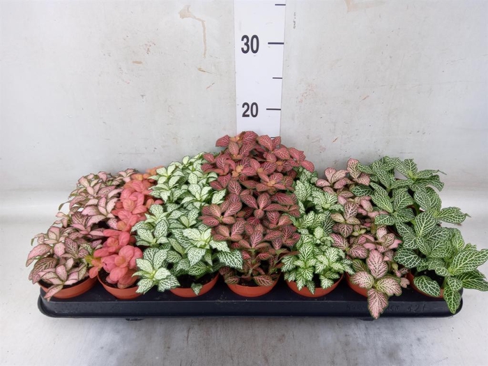 <h4>Fittonia   ...mix 7</h4>